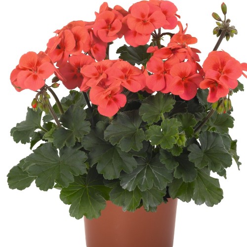 Pelargonium 'Sarita® Wild Salmon' - Pelargoon 'Sarita® Wild Salmon' P9/0,55L